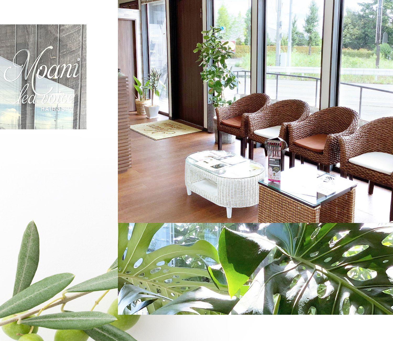 モアニレアヴォイスイメージ画像