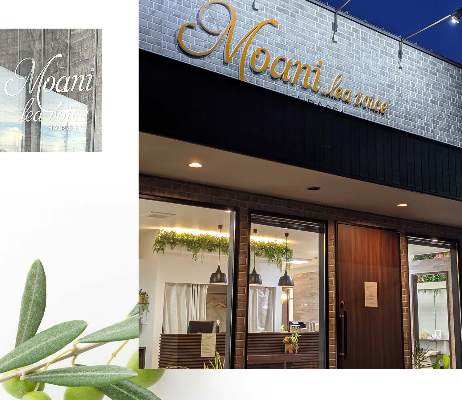 モアニレアヴォイスイメージ画像